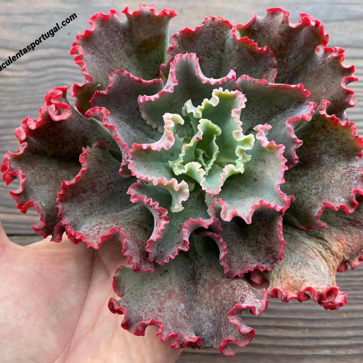echeveria party dress Echeverias in Oz Echeveria