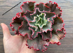 Echeveria 'Party Dress' lote 2021