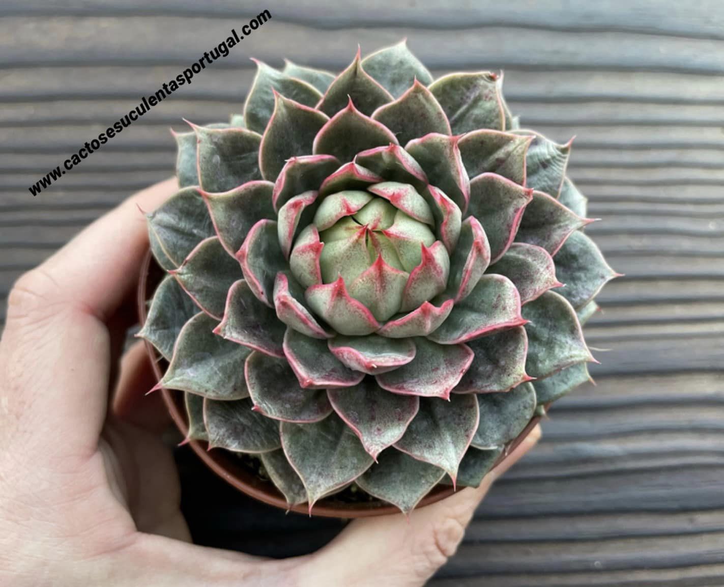 Echeveria ‘Parva’