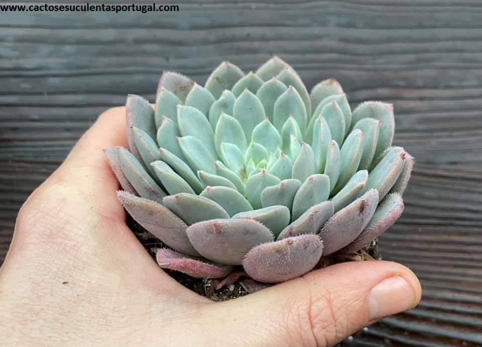 Echeveria ‘Pastel Rose’
