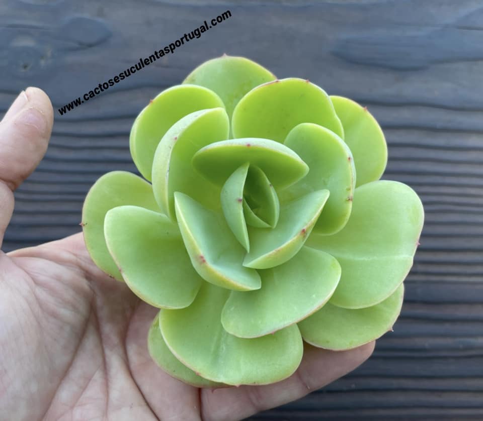 Echeveria ‘Peach Pride’