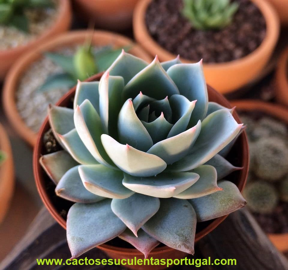 Echeveria Peacockii