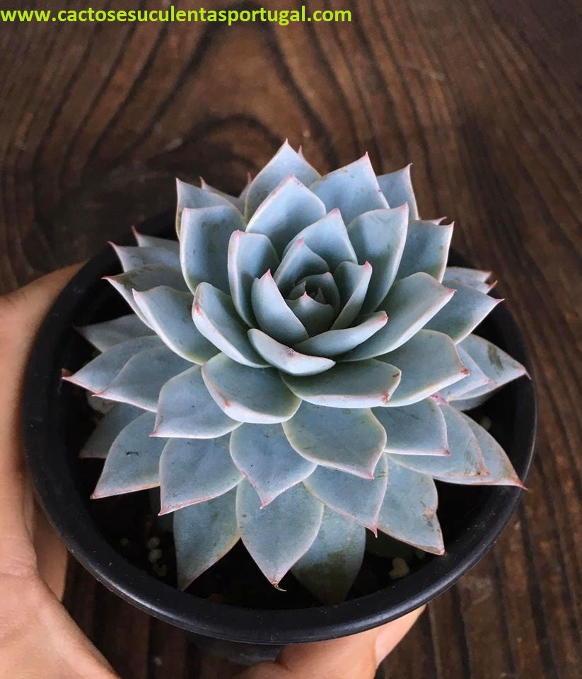 Echeveria Peacockii