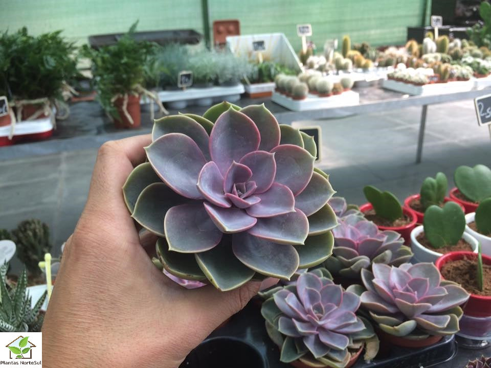 Echeveria perle von Nurnberg