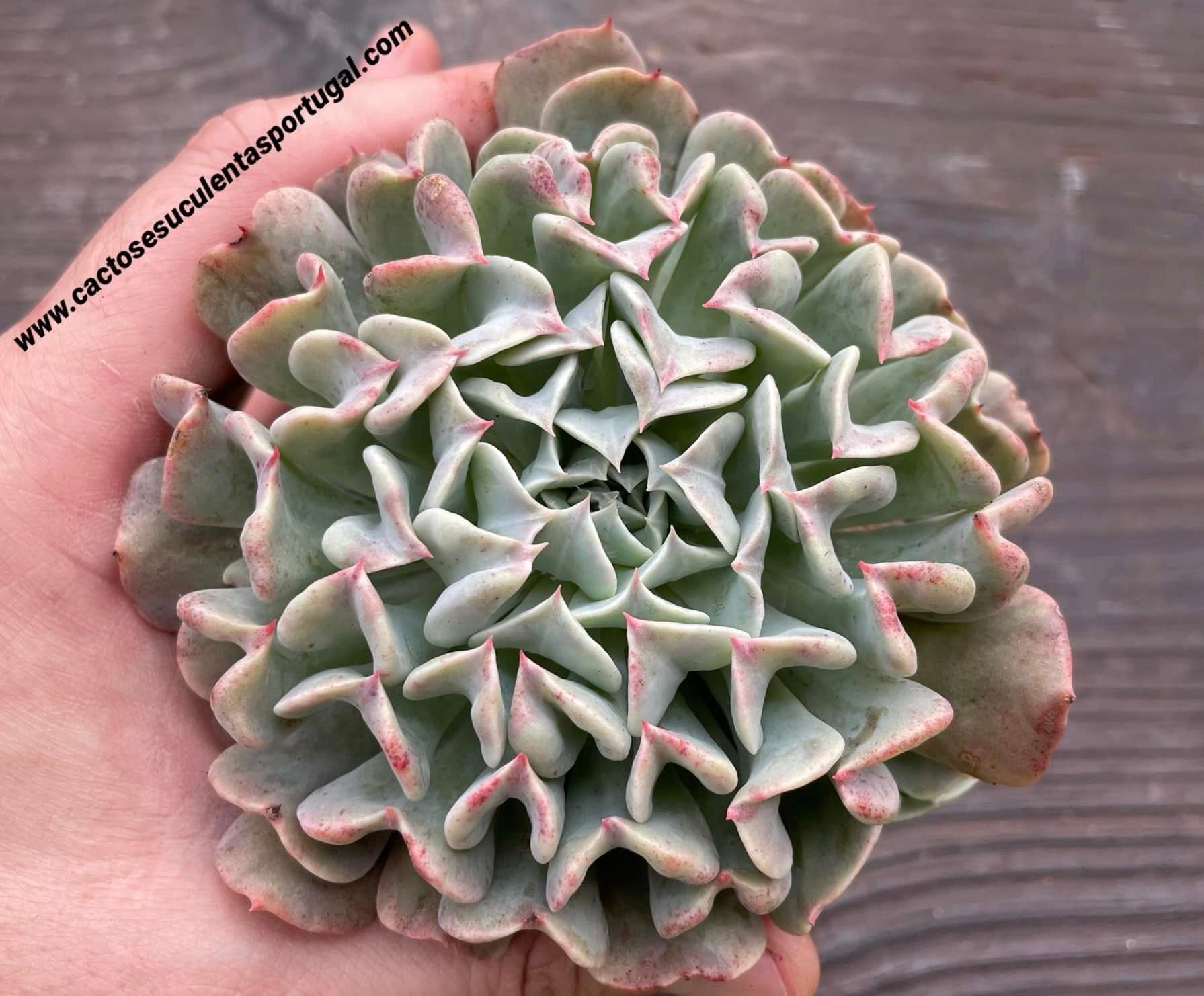 Echeveria 'Pinwheel Revolution', lote 2021