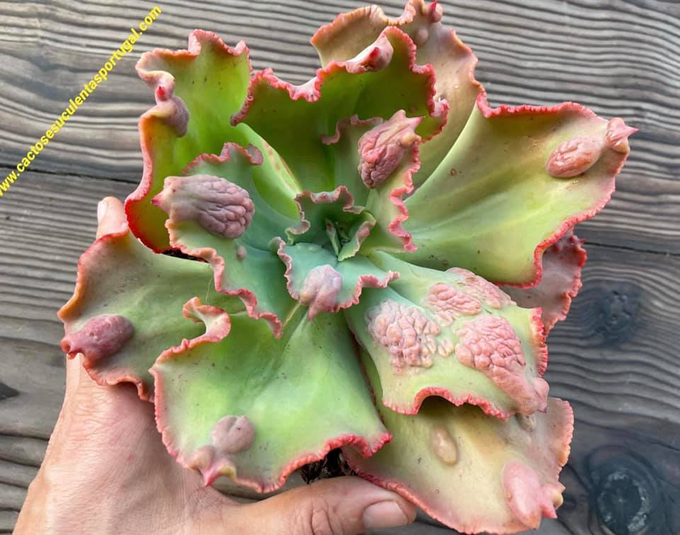Echeveria 'Pretty Darkness'