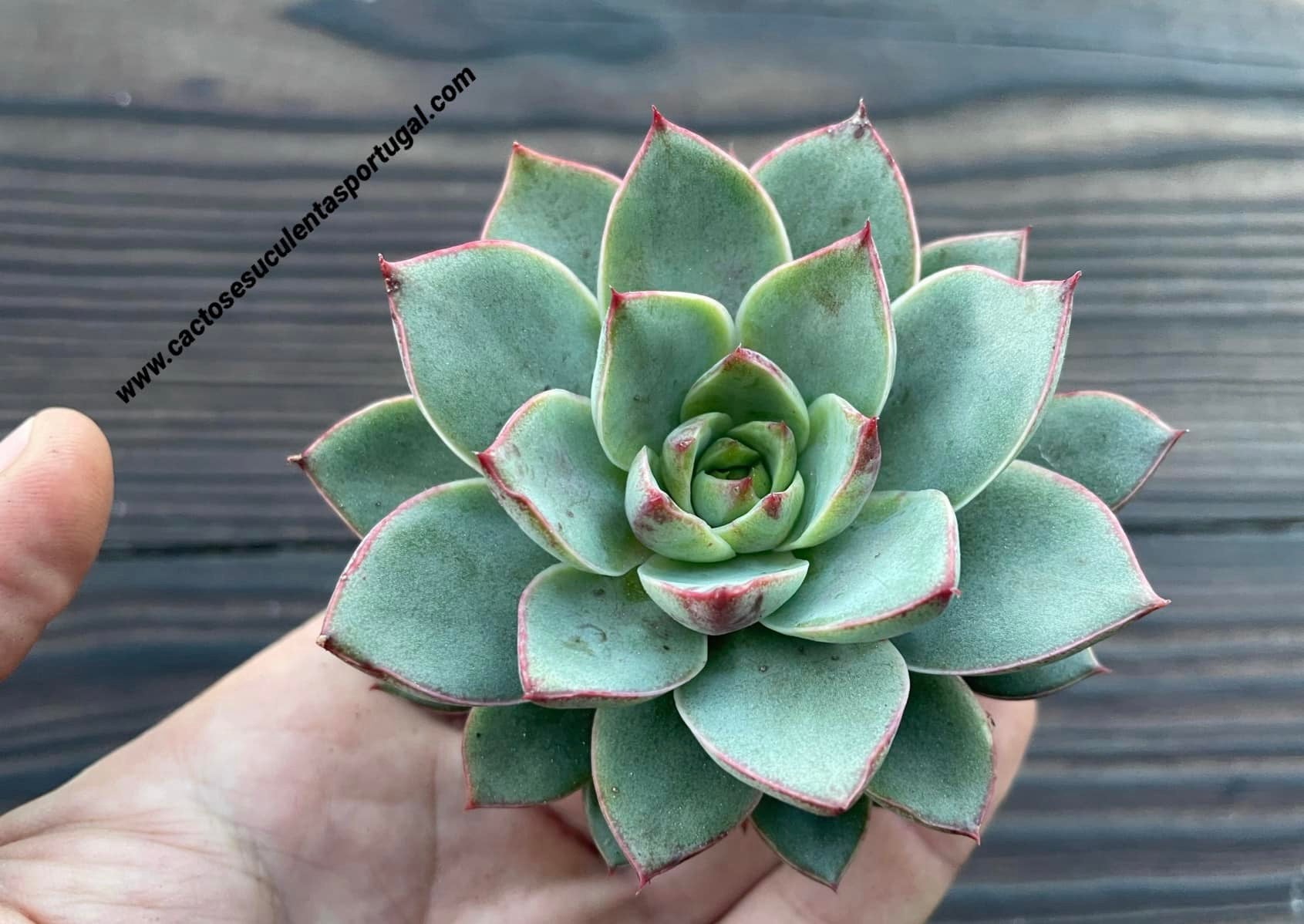 Echeveria 'Punita Blood Lines'