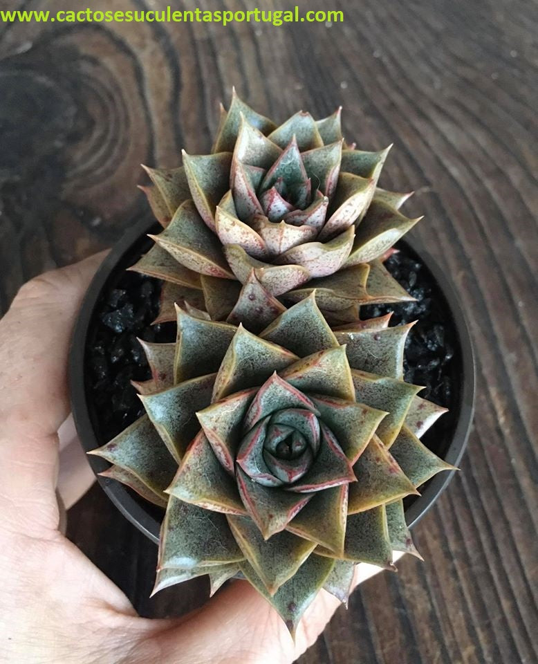 Echeveria Purpusorum