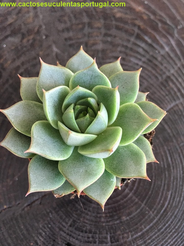 Echeveria Purpusorum Green Gilva