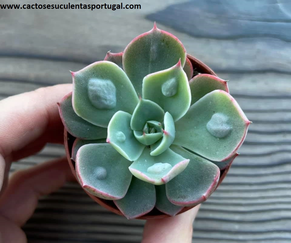 Echeveria 'Rain Drops'