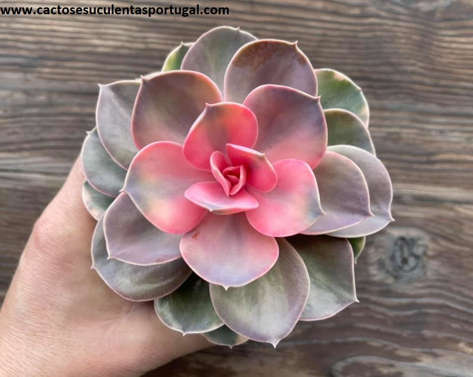 Echeveria 'Rainbow',Echeveria Perle Von Nurnberg variegated