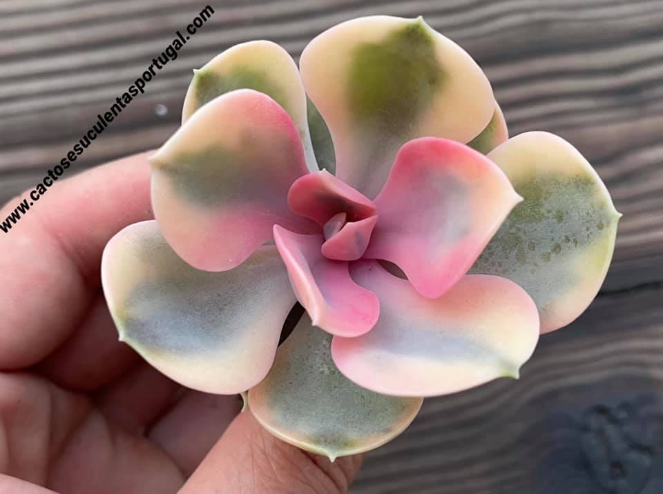 Echeveria 'Rainbow'