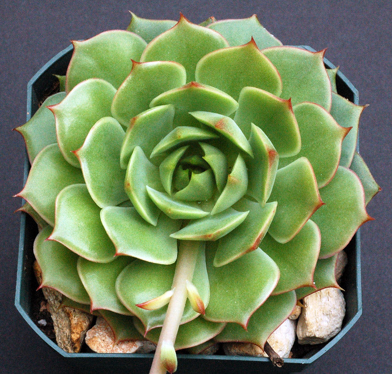 Echeveria Ramillete