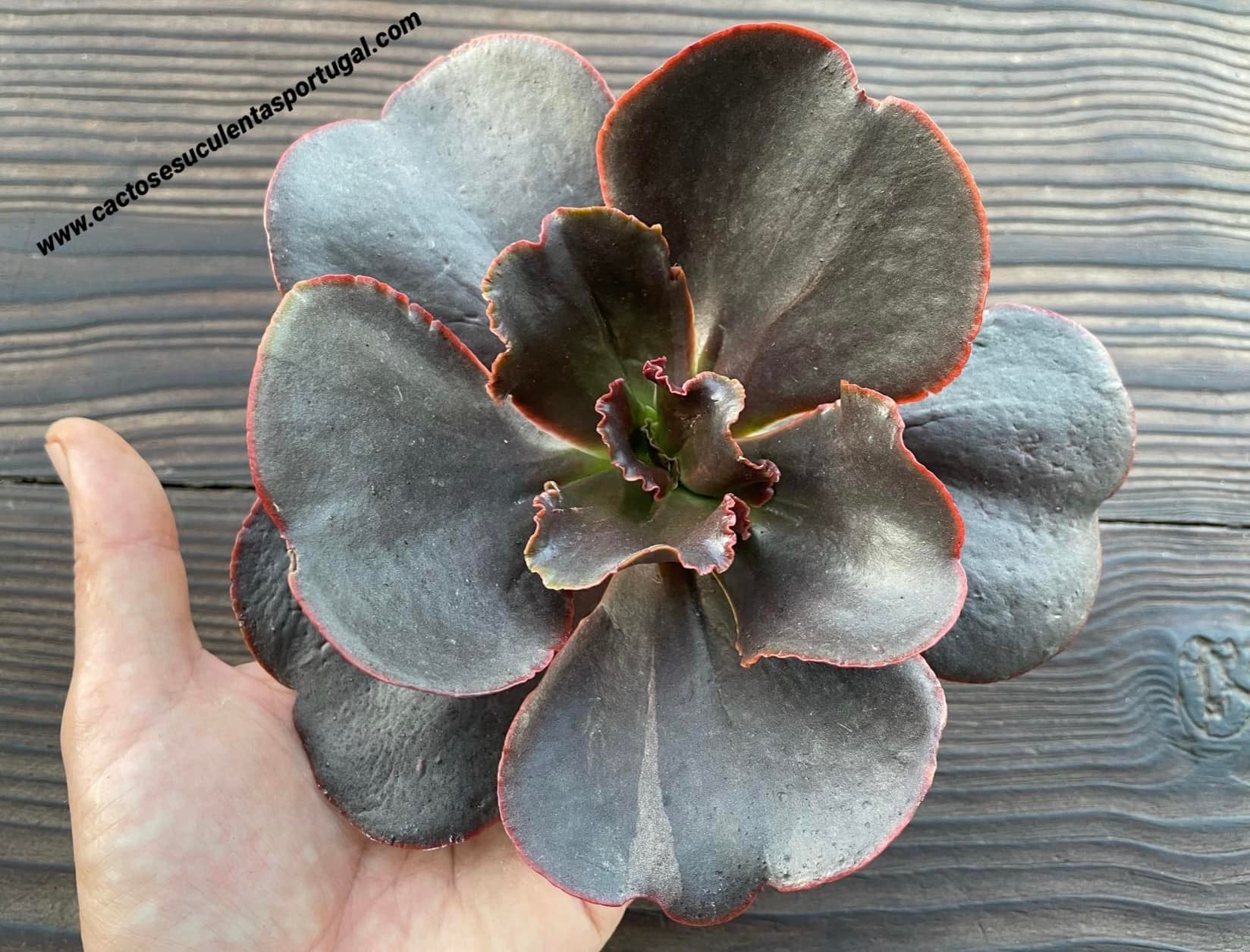 Echeveria 'Red Wing' II