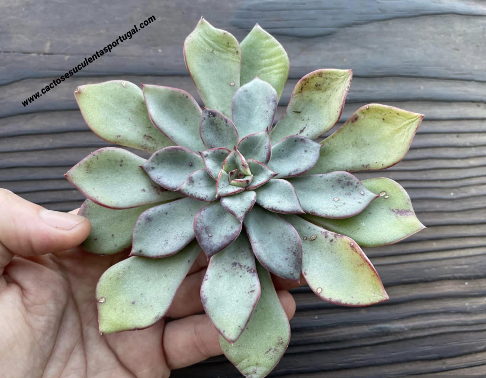 Echeveria 'Riga'
