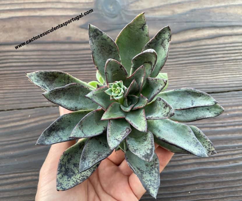 Echeveria 'Riga', lote 2021