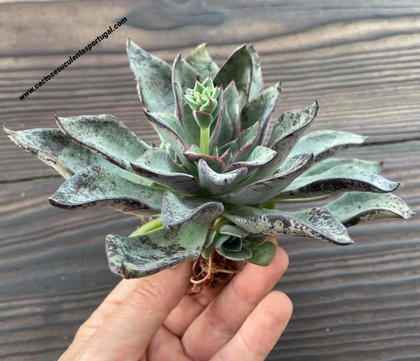 Echeveria 'Riga' lote 2021