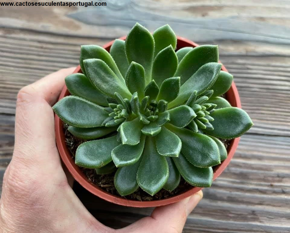 Echeveria 'Ron Evans'