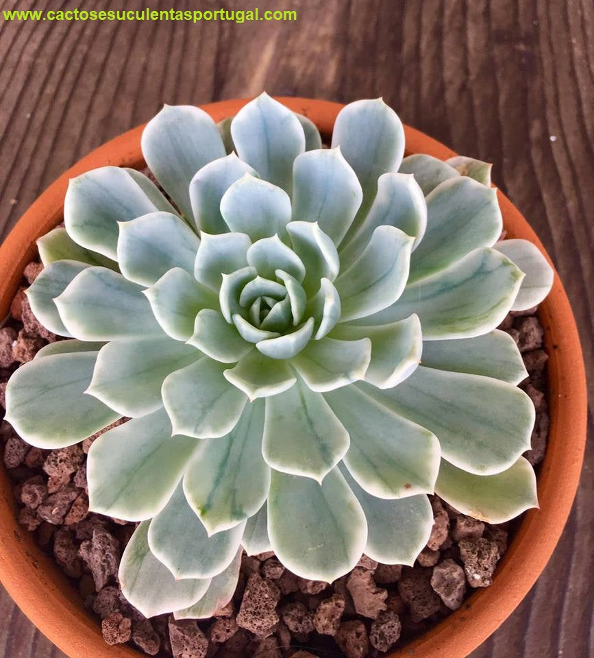 Echeveria 'Royal Chrysanthemum' variegated