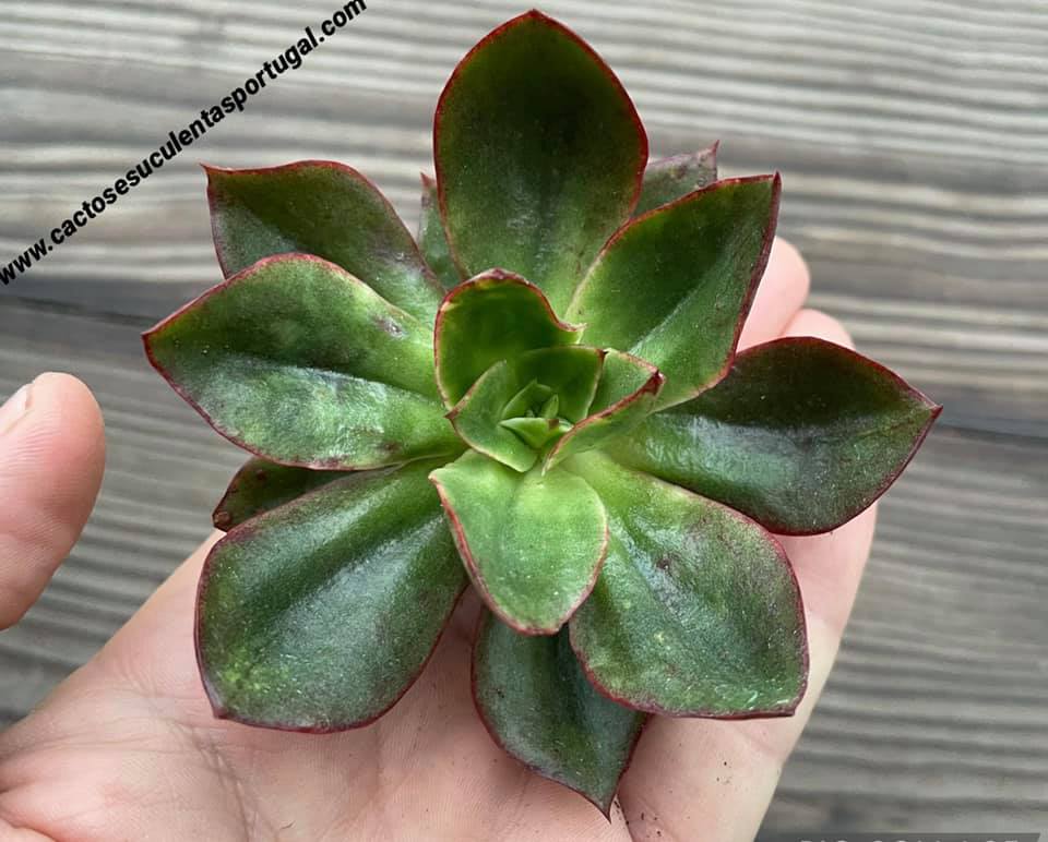 Echeveria 'Salsa Verde'