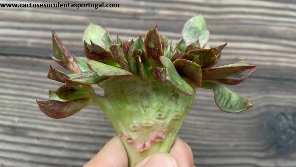 Echeveria 'Salsa Verde' form. cristata