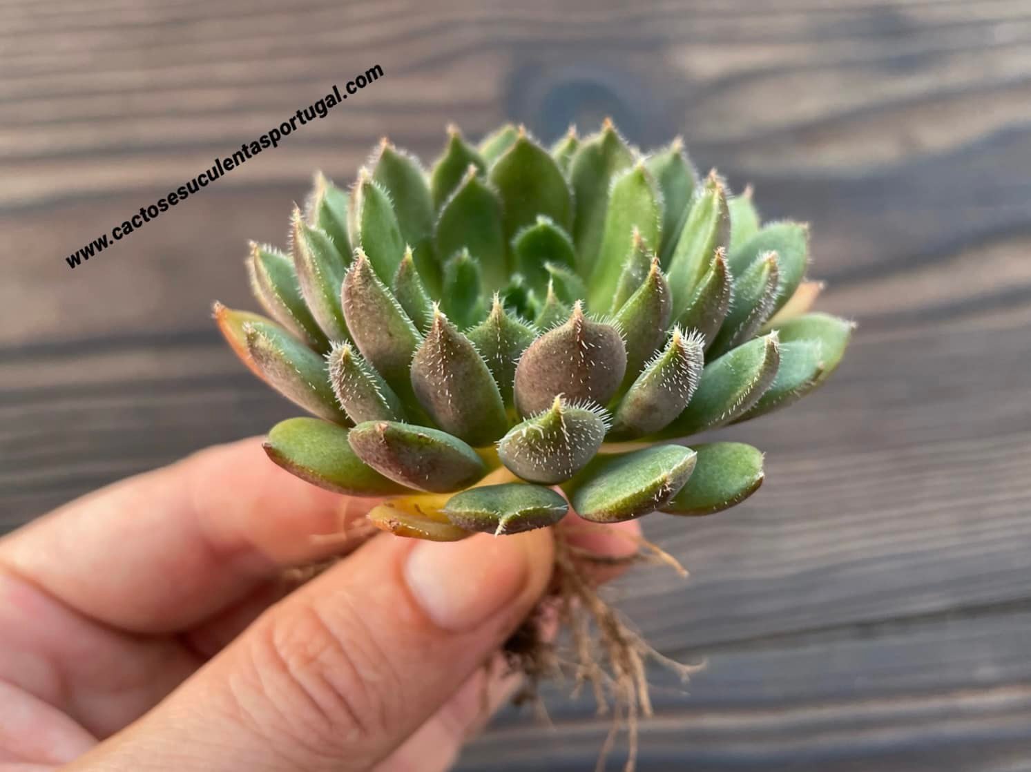 Echeveria 'Scorpio'