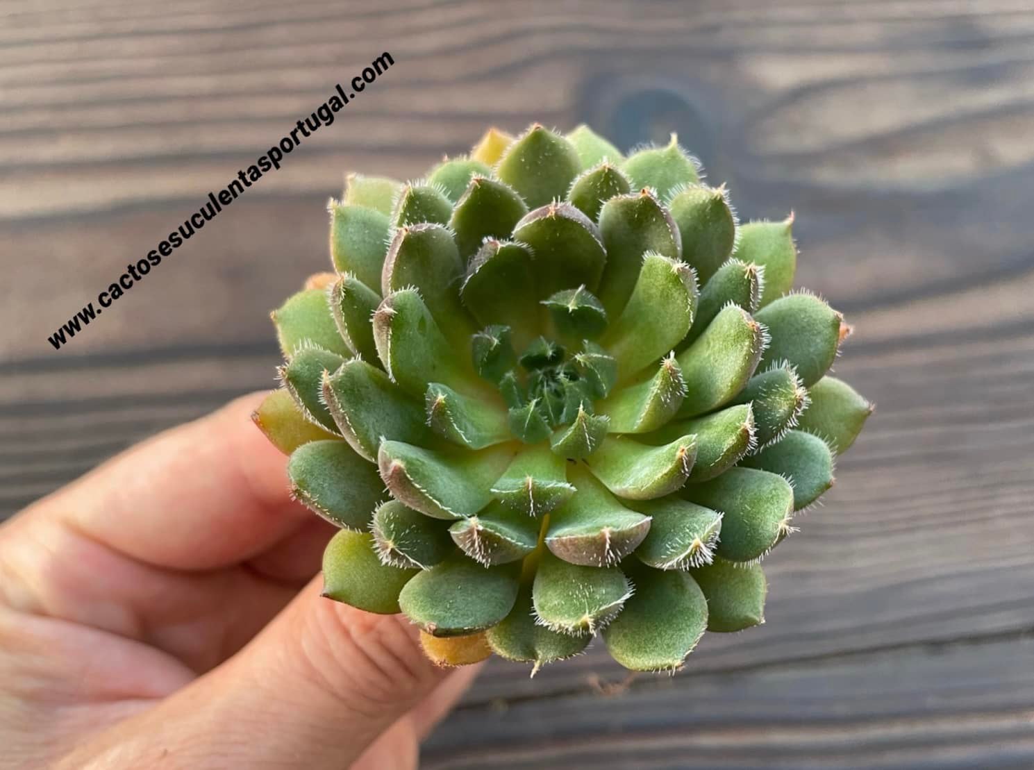 Echeveria 'Scorpio'