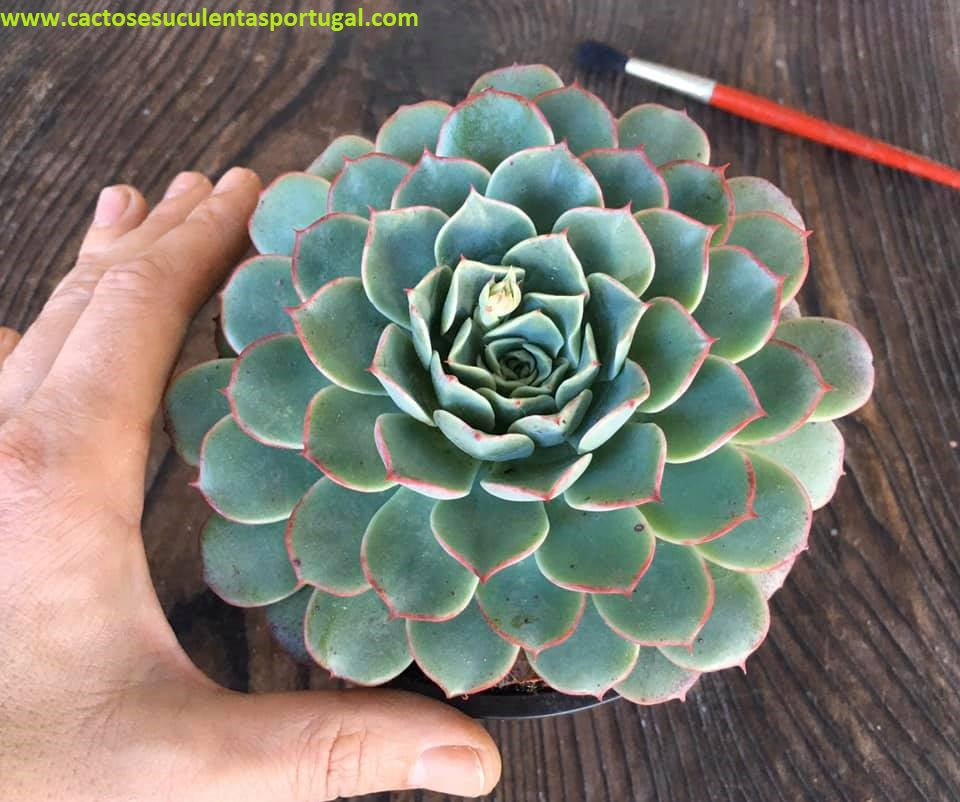 Echeveria Secunda El Chico x Simulans
