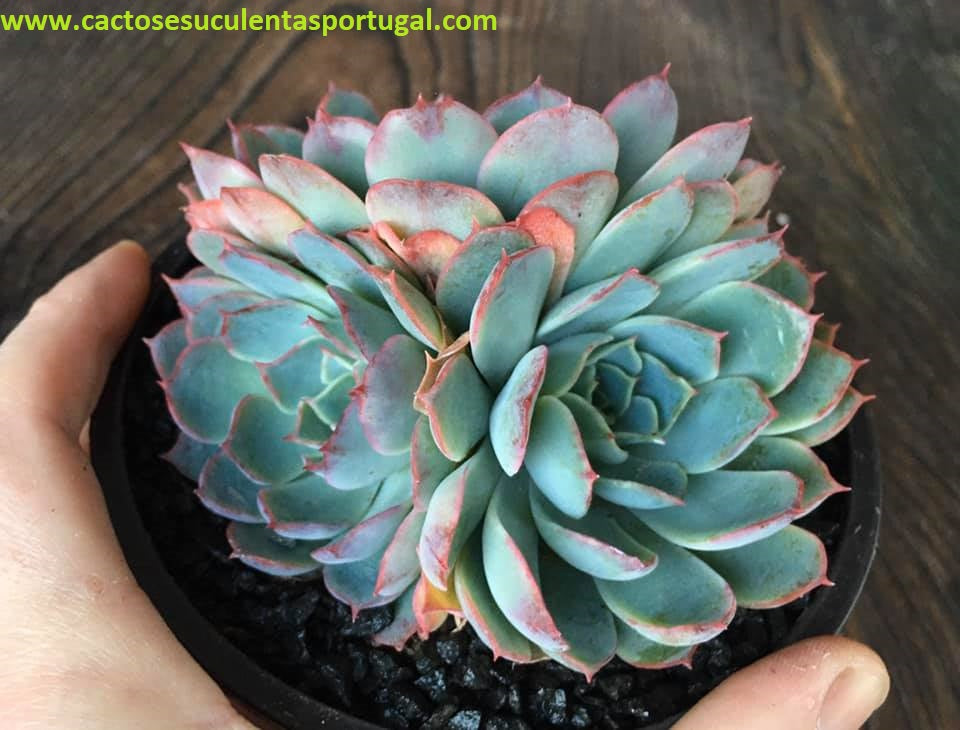 Echeveria Secunda El Chico x Simulans, ÚNICA