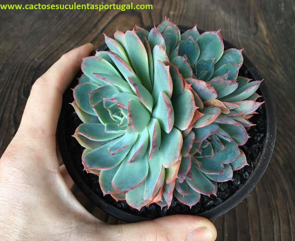 Echeveria Secunda El Chico x Simulans, ÚNICA