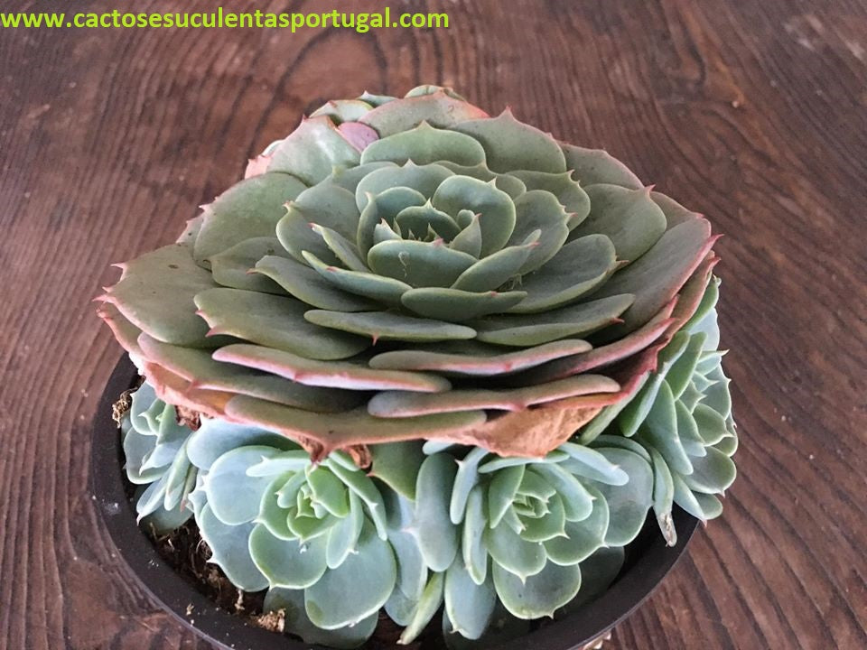 Echeveria Secunda, extra verzweigt, Extra verzweigt, EINZELN