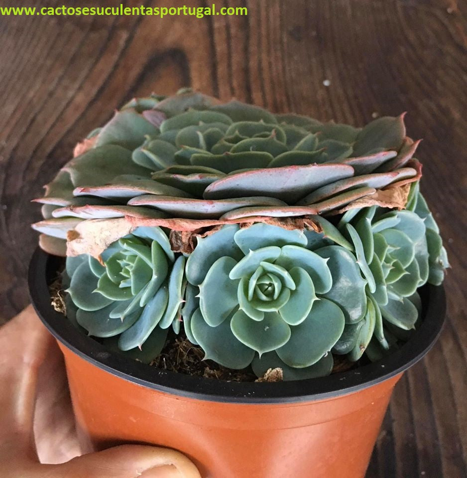 Echeveria Secunda