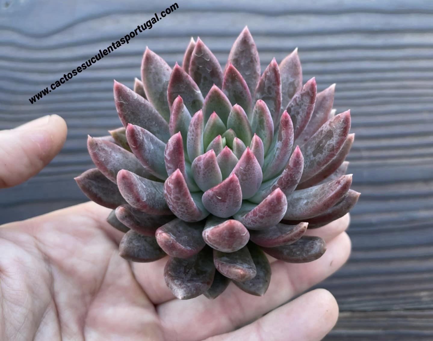 Echeveria 'Shadow', lote 2021