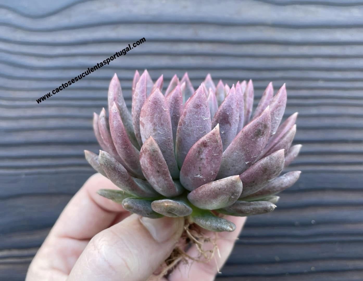 Echeveria 'Shadow', lote 2021