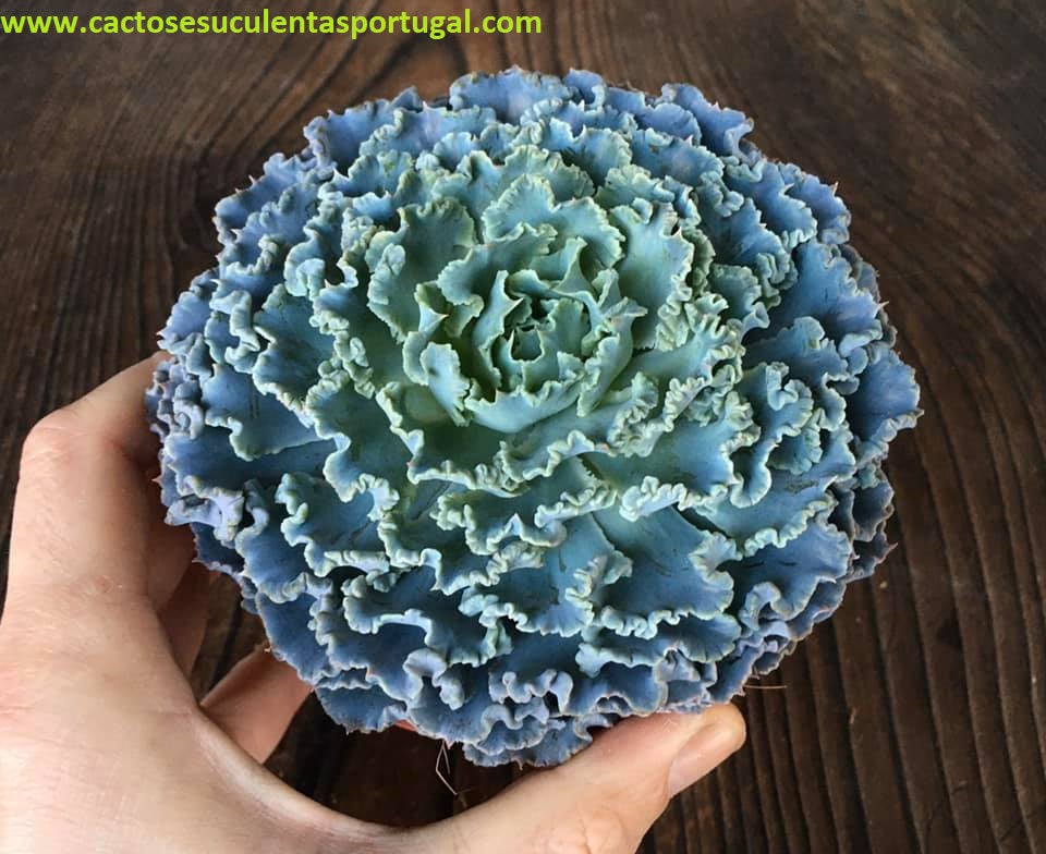 Echeveria Shaviana Blue Truffles