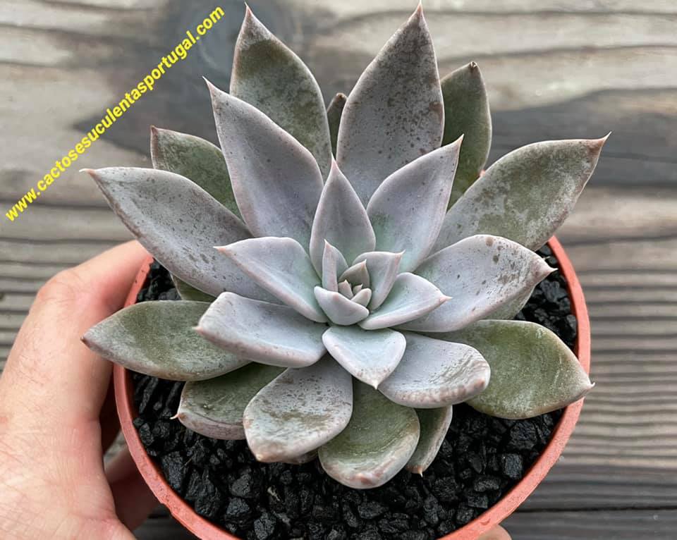 Echeveria 'Silver Queen'