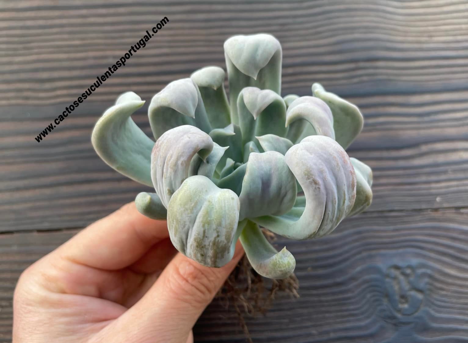 Echeveria ‘Silver Spoons’ form. monstruosa