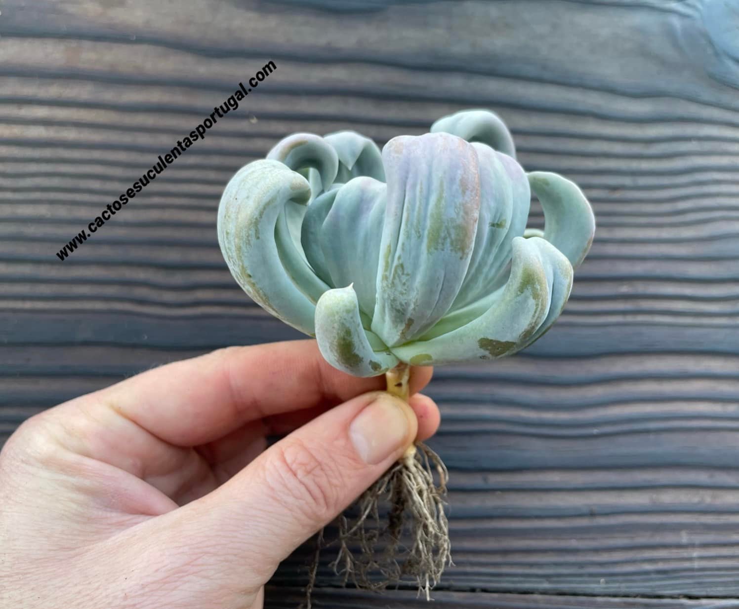 Echeveria ‘Silver Spoons’ form. monstruosa
