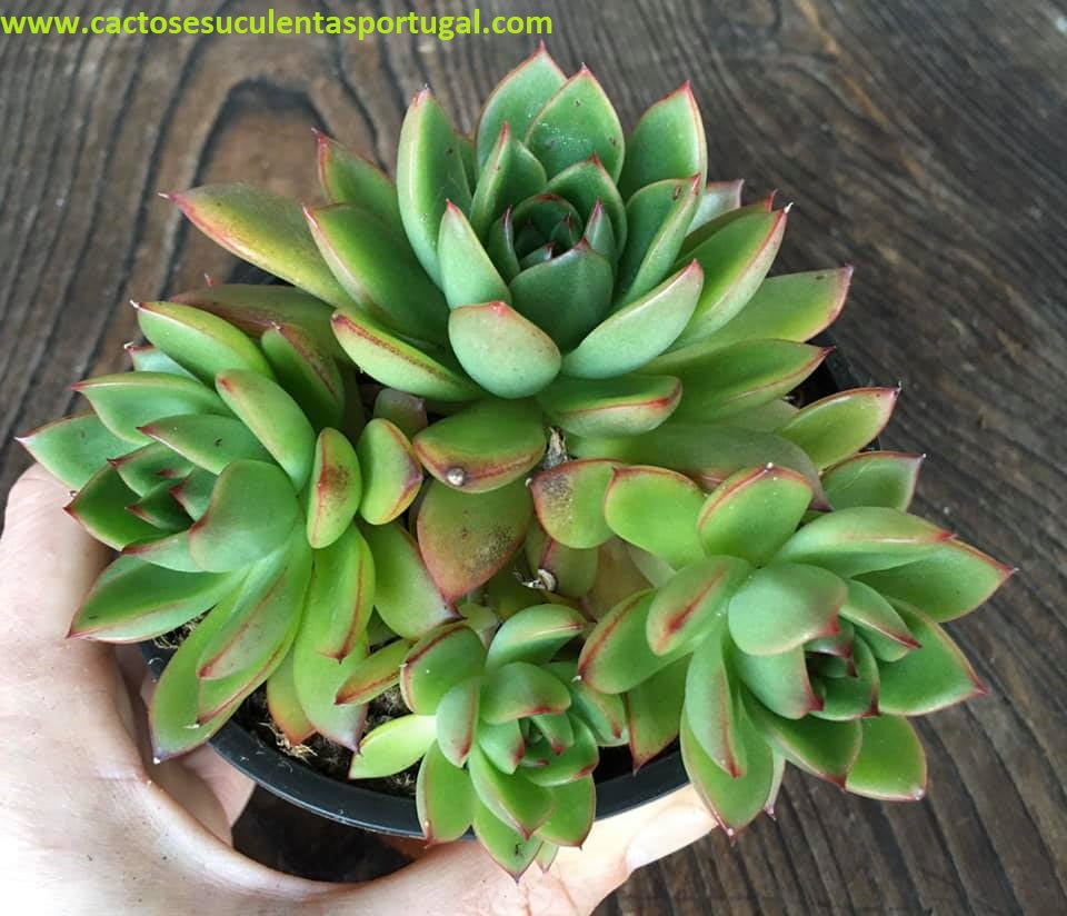 Echeveria Simulans x Maria Cristina form. bouquet