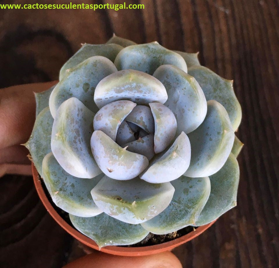 Echeveria Snow Bunny