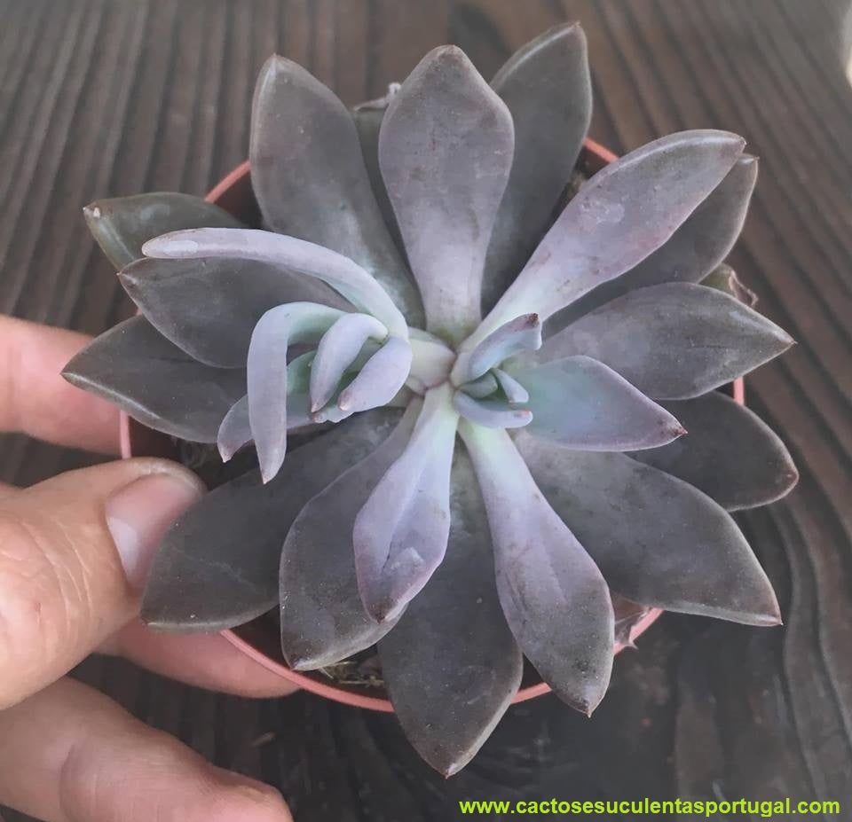Echeveria Spec. Bifida