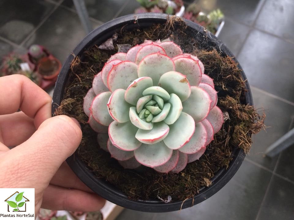 Echeveria Subcorymbosa Lau