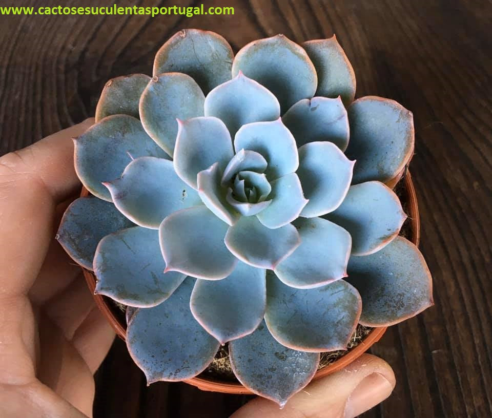 Echeveria Subsessilis