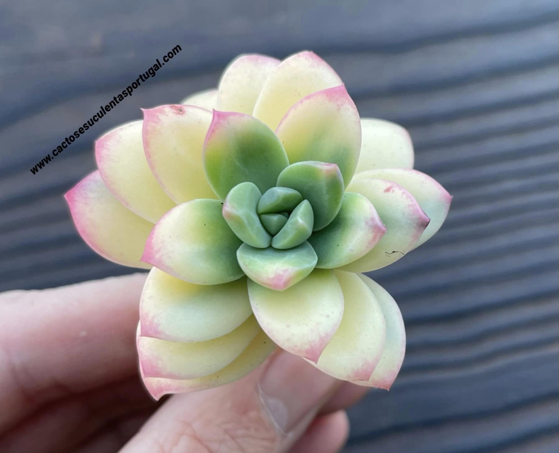 Echeveria 'Sunshine'