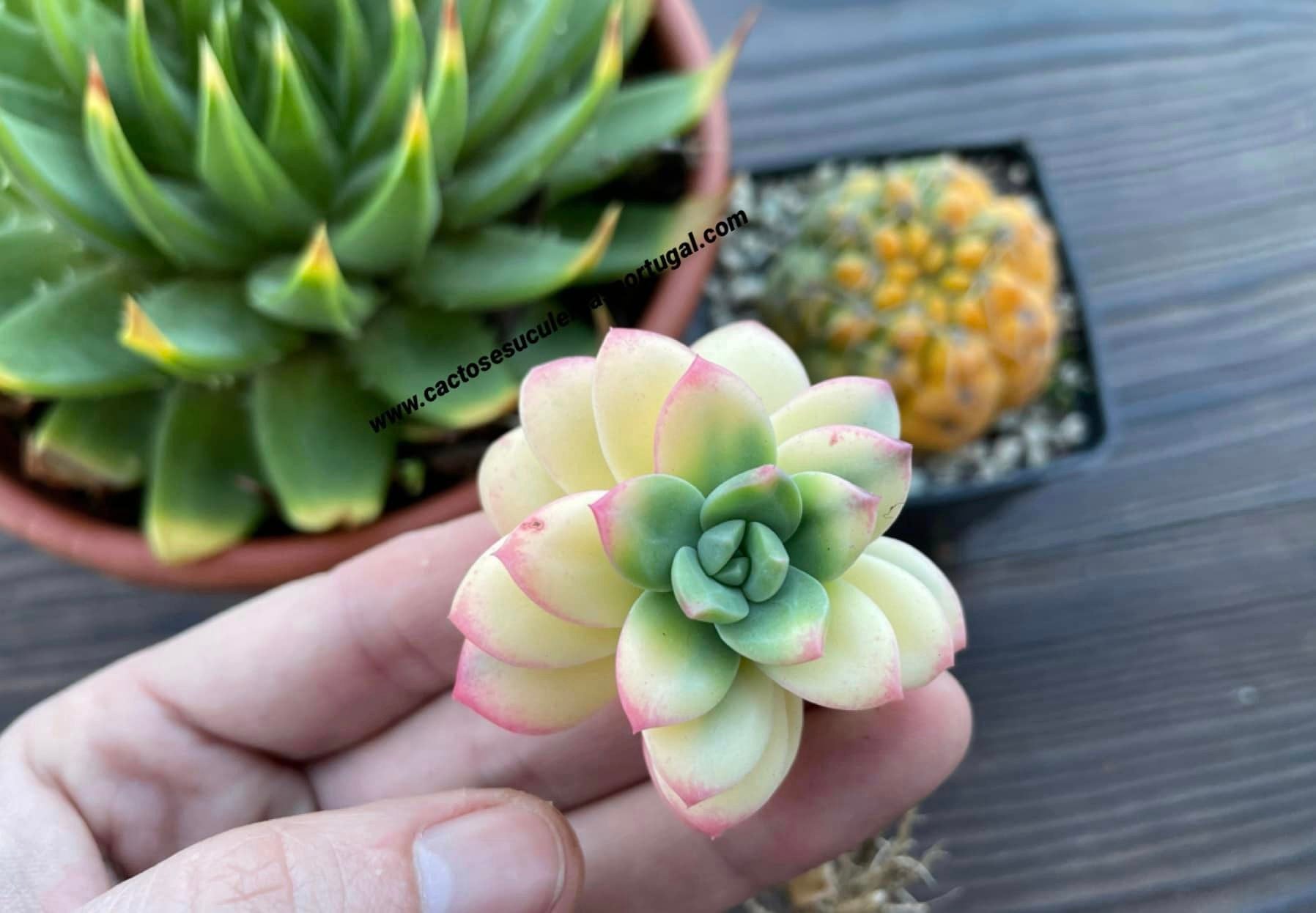 Echeveria 'Sunshine'