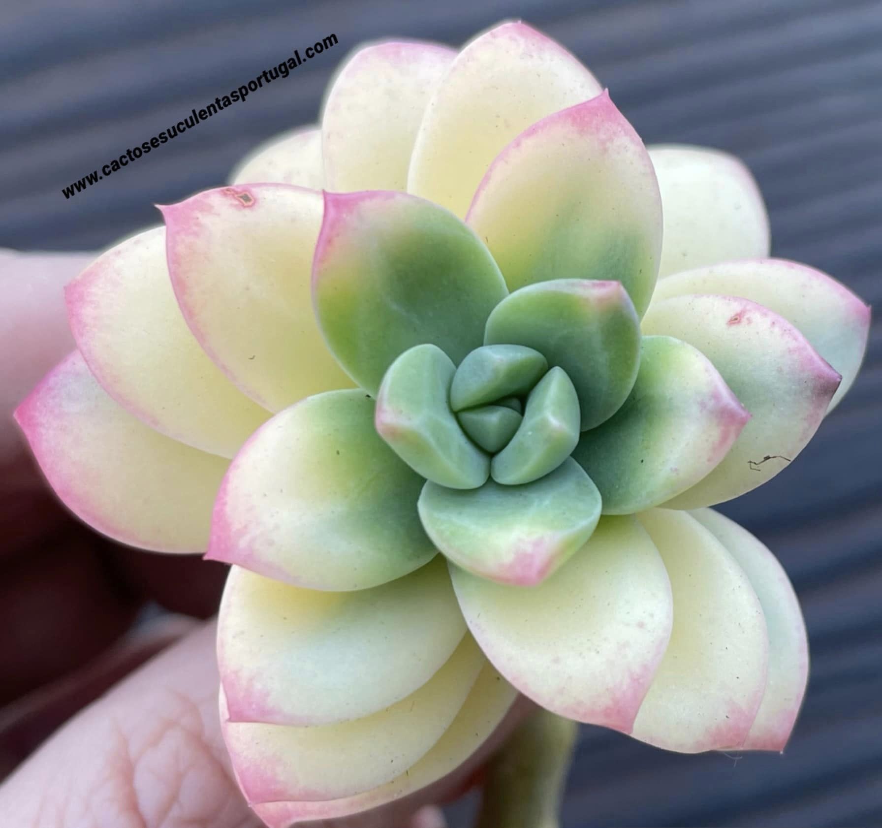 Echeveria 'Sunshine'
