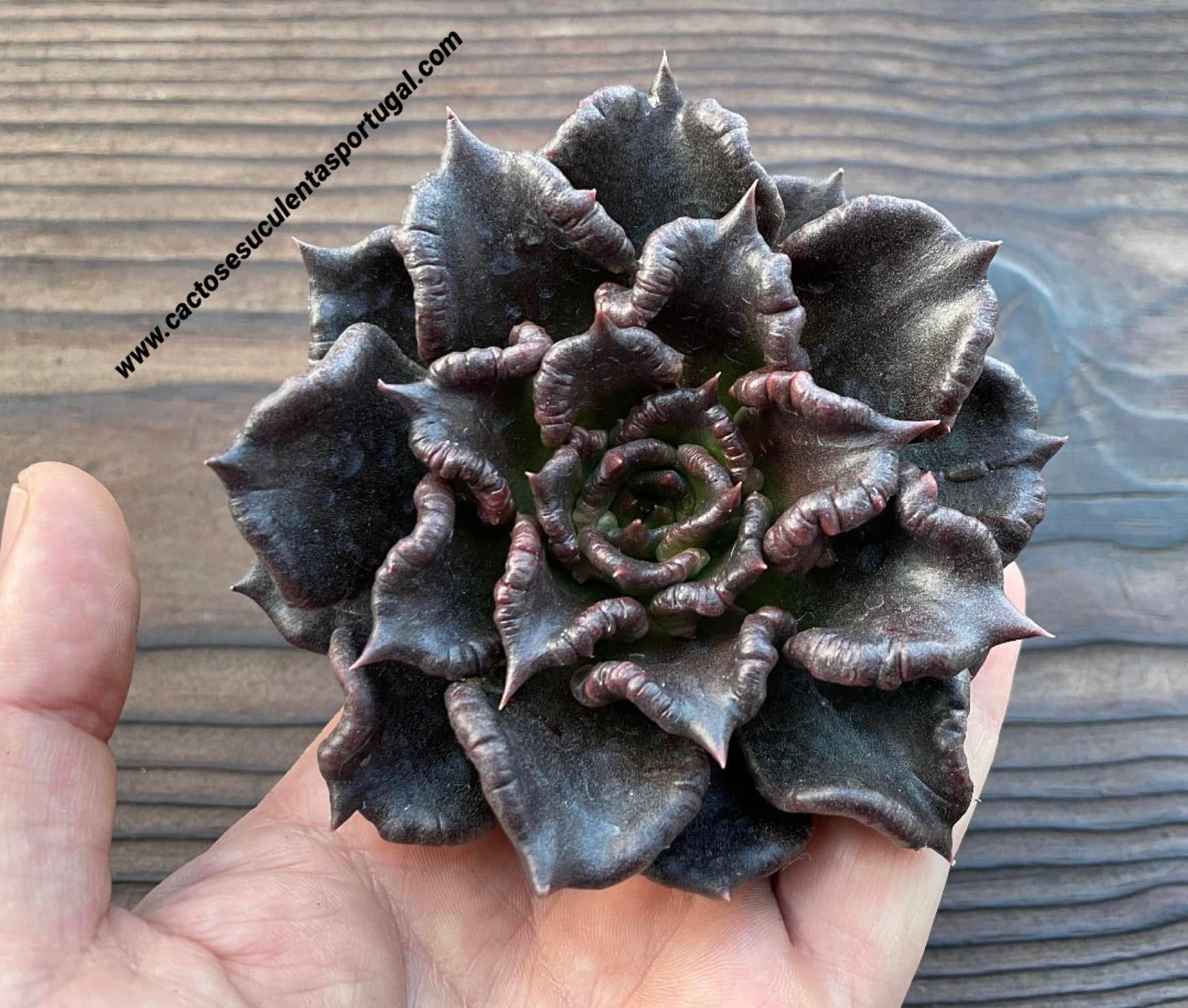 Echeveria 'Super Bowl'