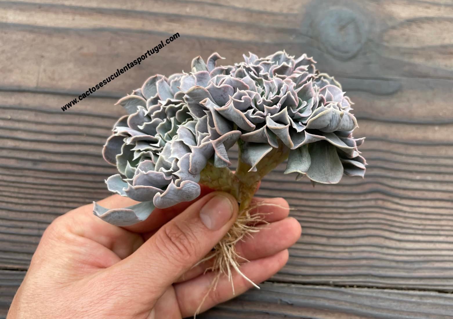 Echeveria 'Swan Lake' f. cristata
