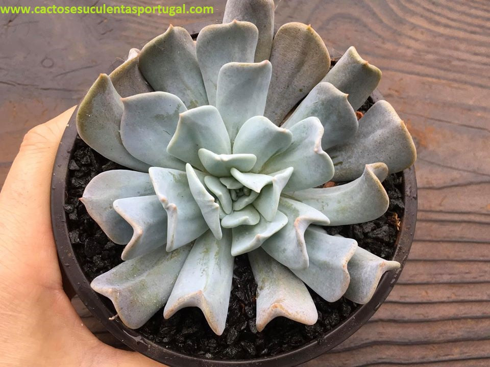 Echeveria Swan Lake