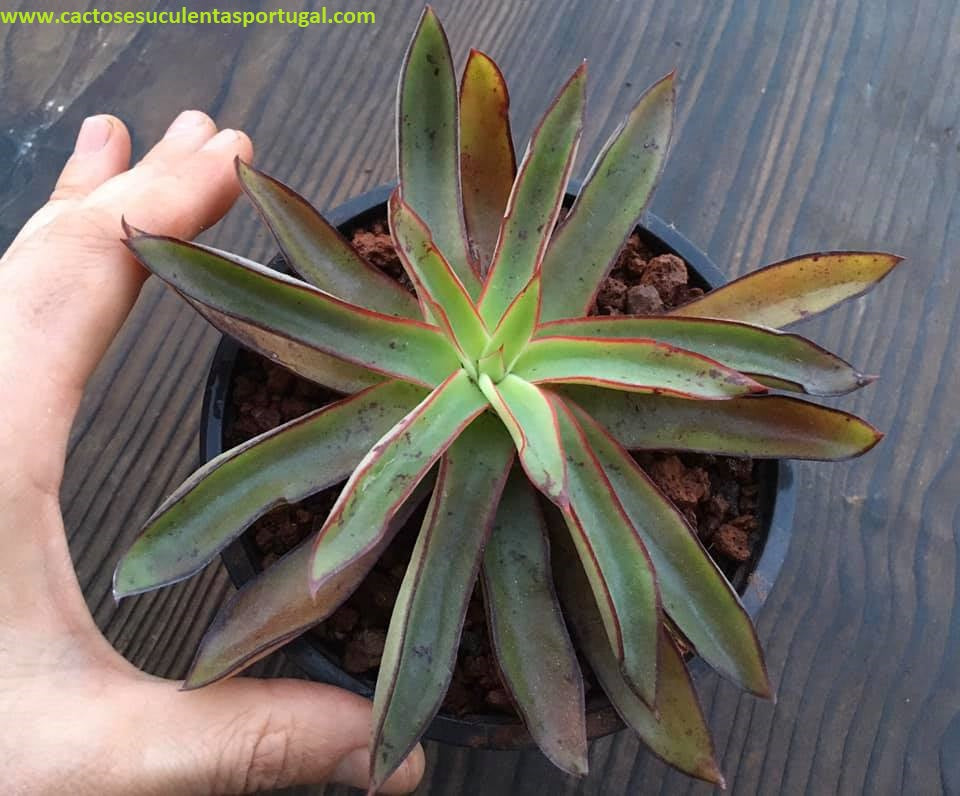 Echeveria Tamaulipana